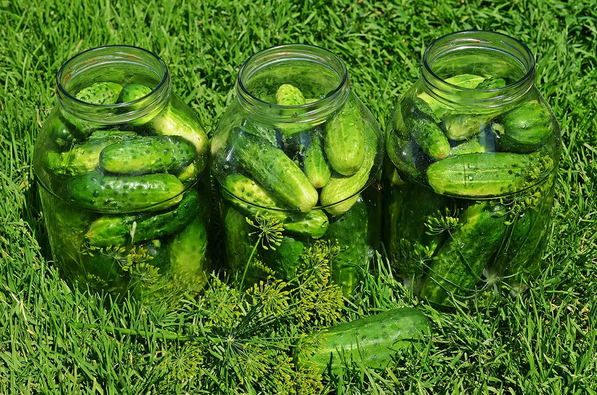 Pickled Cucumber Jars