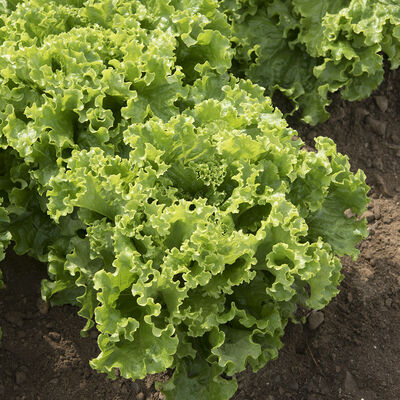 Green Leaf Lettuce
