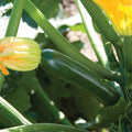 Zucchini, Organic