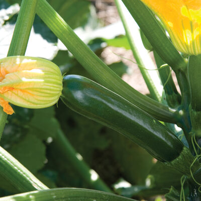 Zucchini, Organic