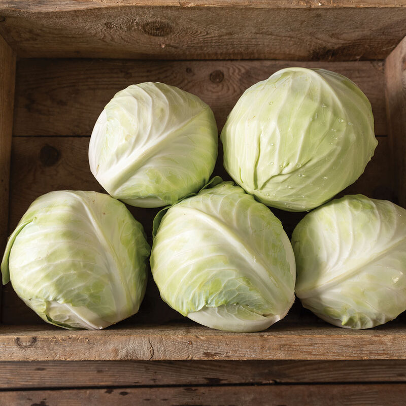 Green Cabbage, Organic