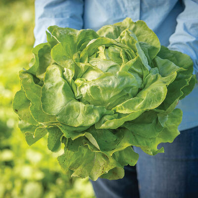 Boston Lettuce