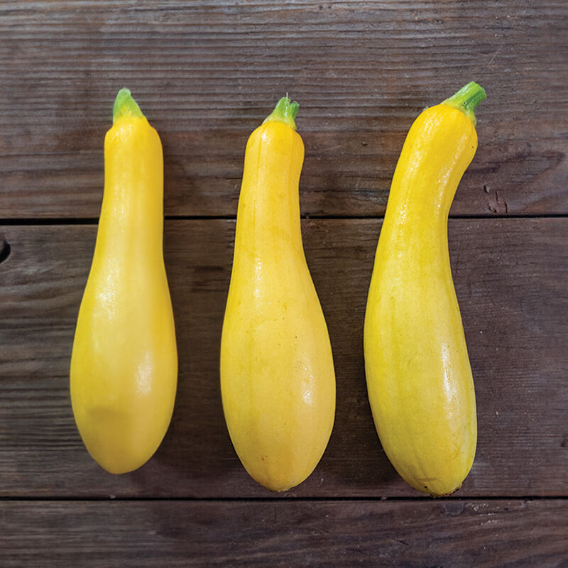 Summer Squash, Organic