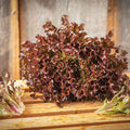 Red Leaf Lettuce