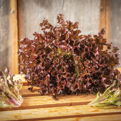 Red Leaf Lettuce