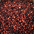 Cranberries, Fresh