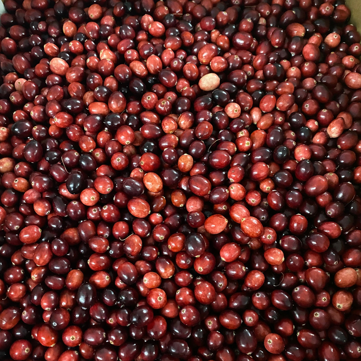 Cranberries, Fresh