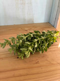Herbs, Oregano Bunch