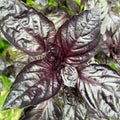 Purple Basil