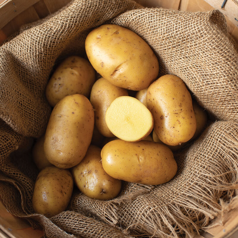 New Potatoes, Yellow