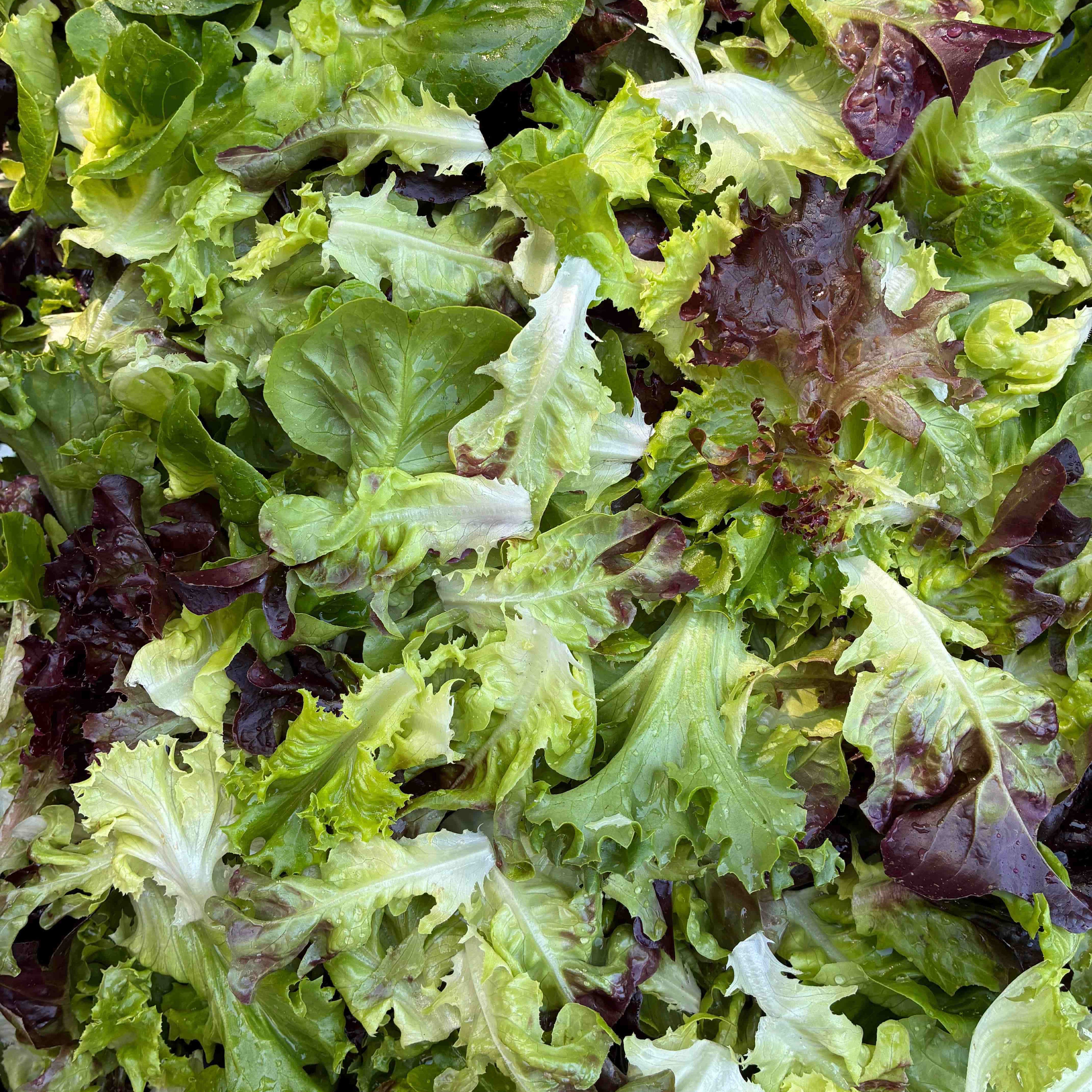 Crunchy Lettuce Mix