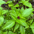 Thai Basil