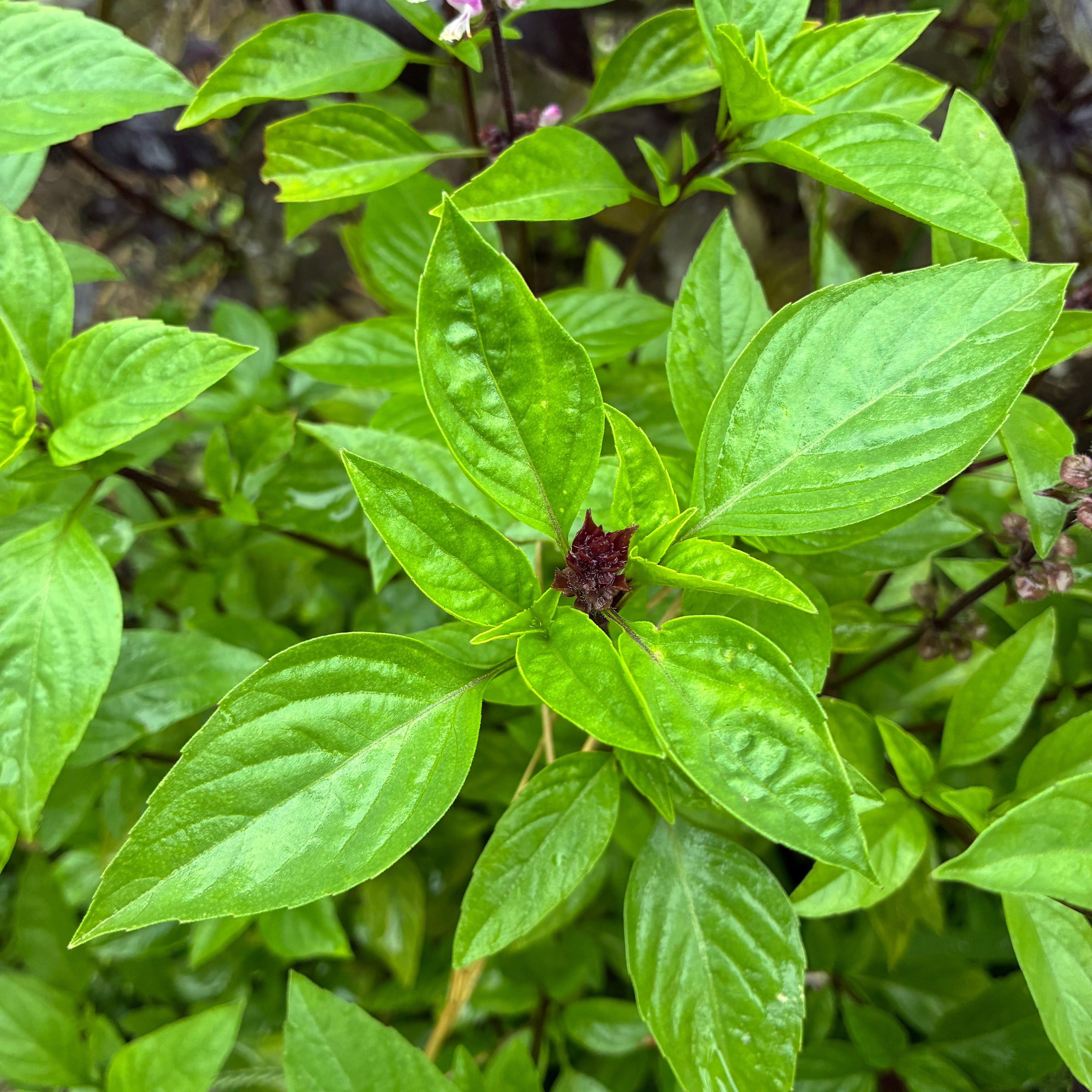 Thai Basil