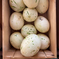 Snow Leopard Melon