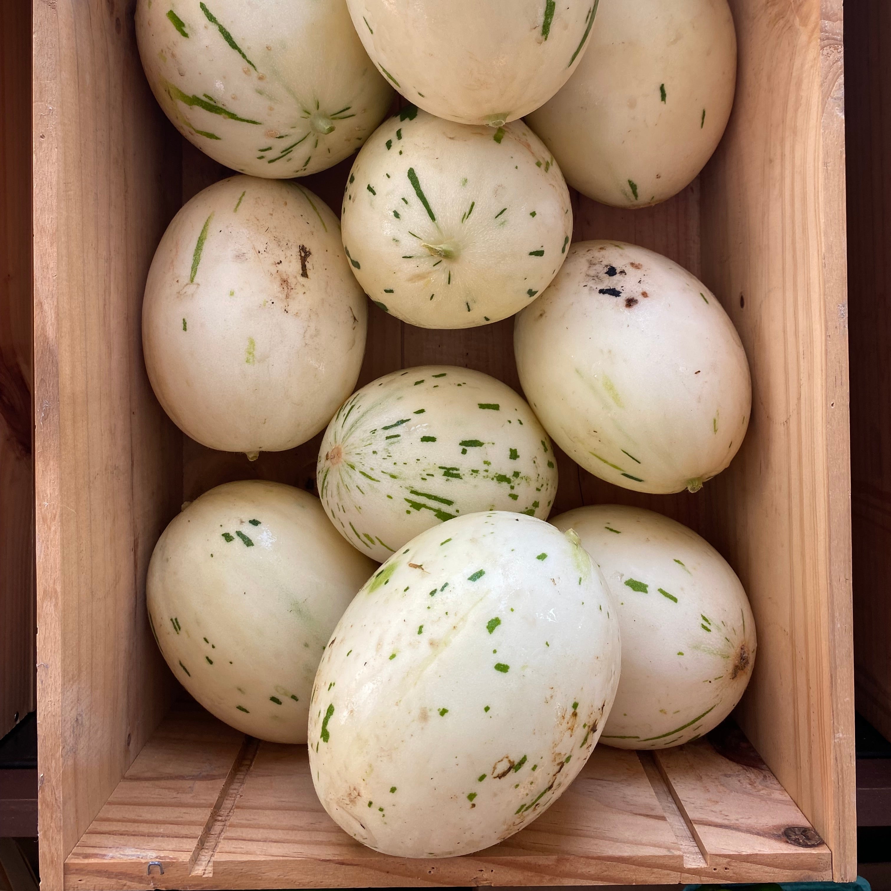 Snow Leopard Melon