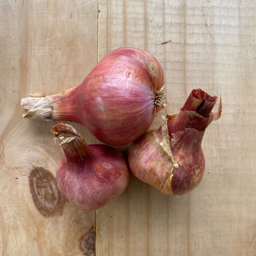 French Red Shallots