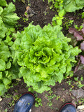 Head Lettuce, Green Batavia