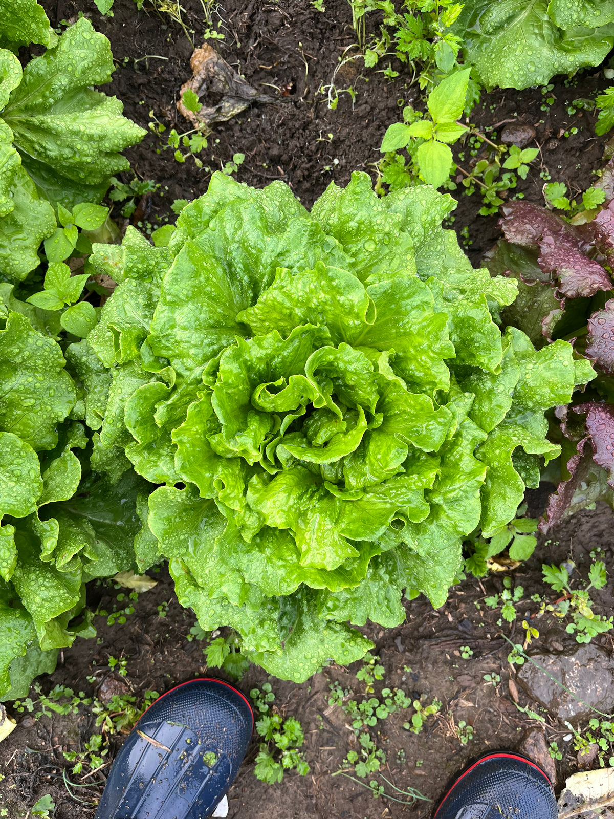 Head Lettuce, Green Batavia