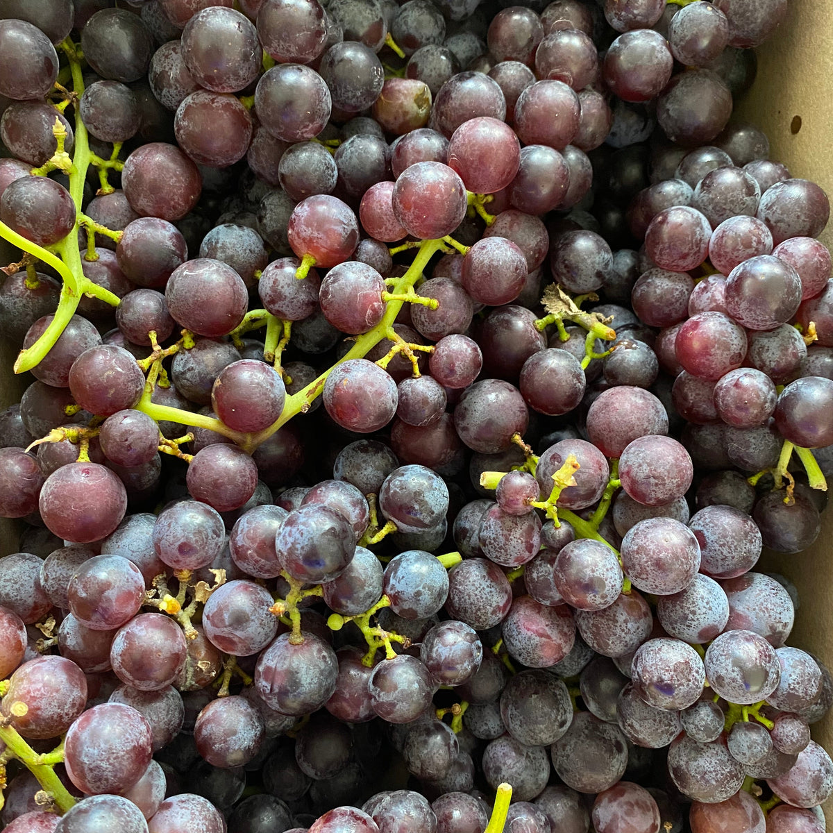 Grapes, Mars