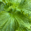 Shiso