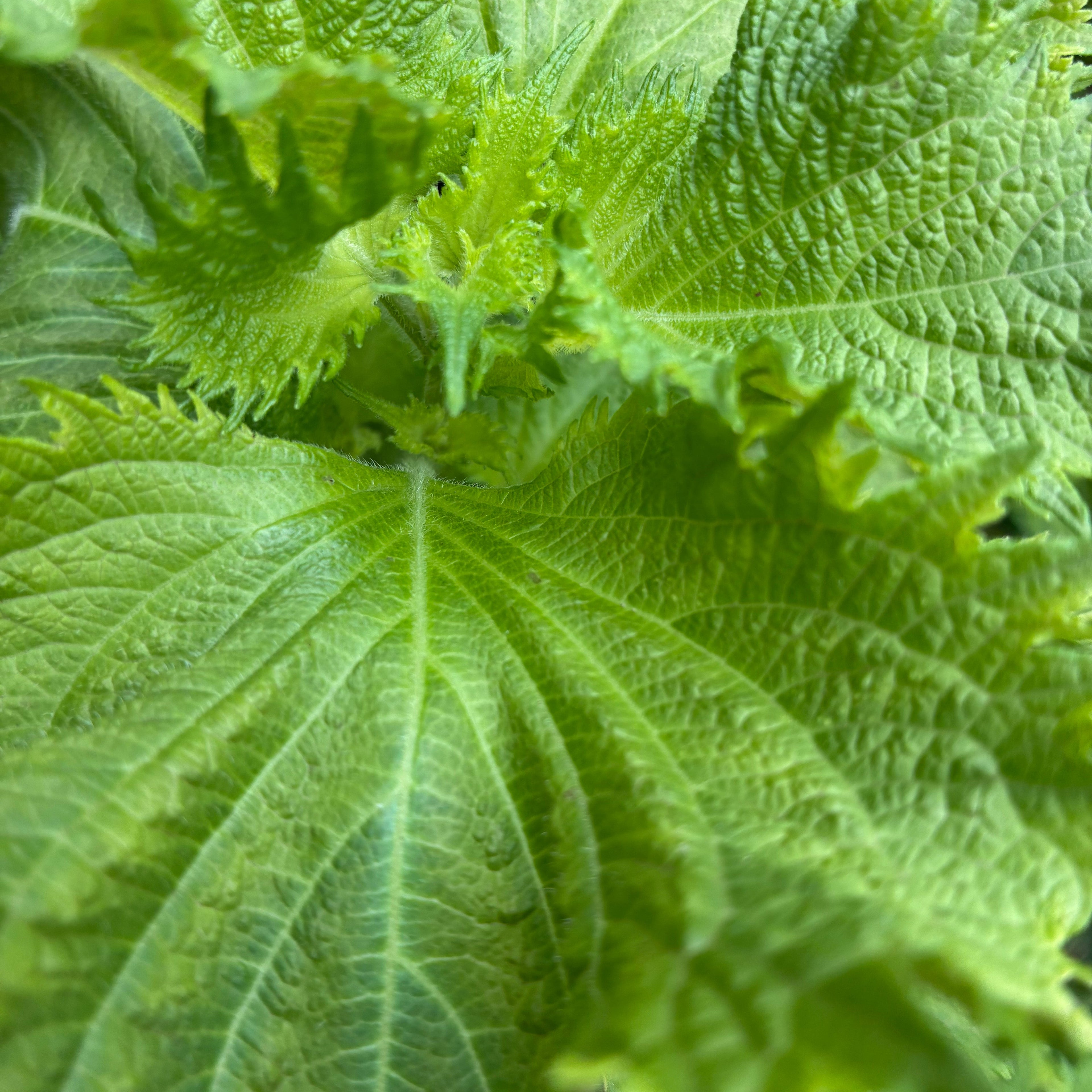 Shiso