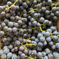 Grapes, Concord