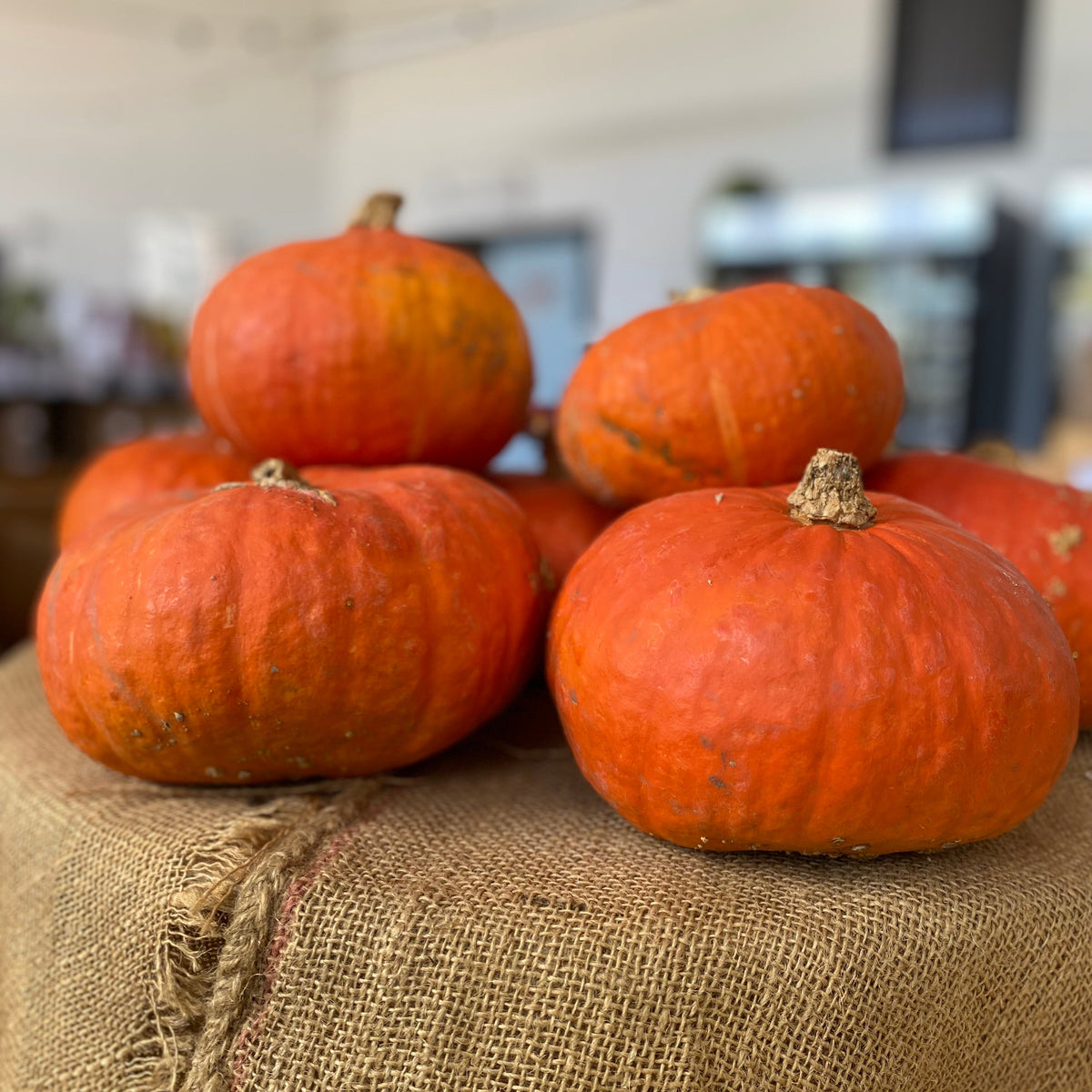 Sunshine Kabocha Squash