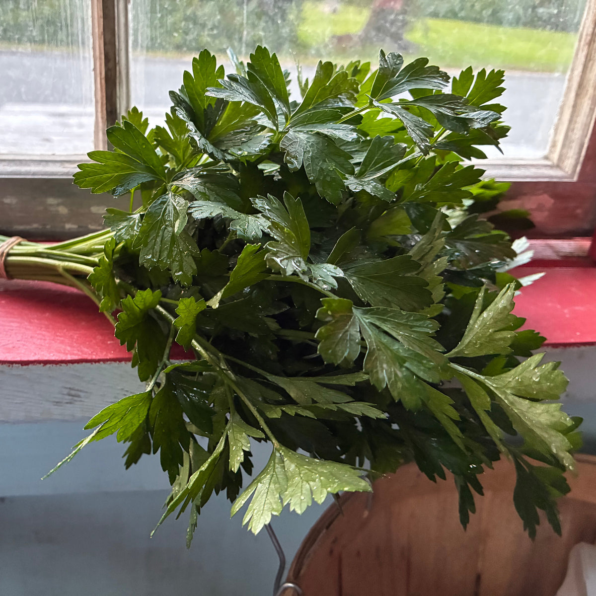 Herbs, Parsley, Bunch