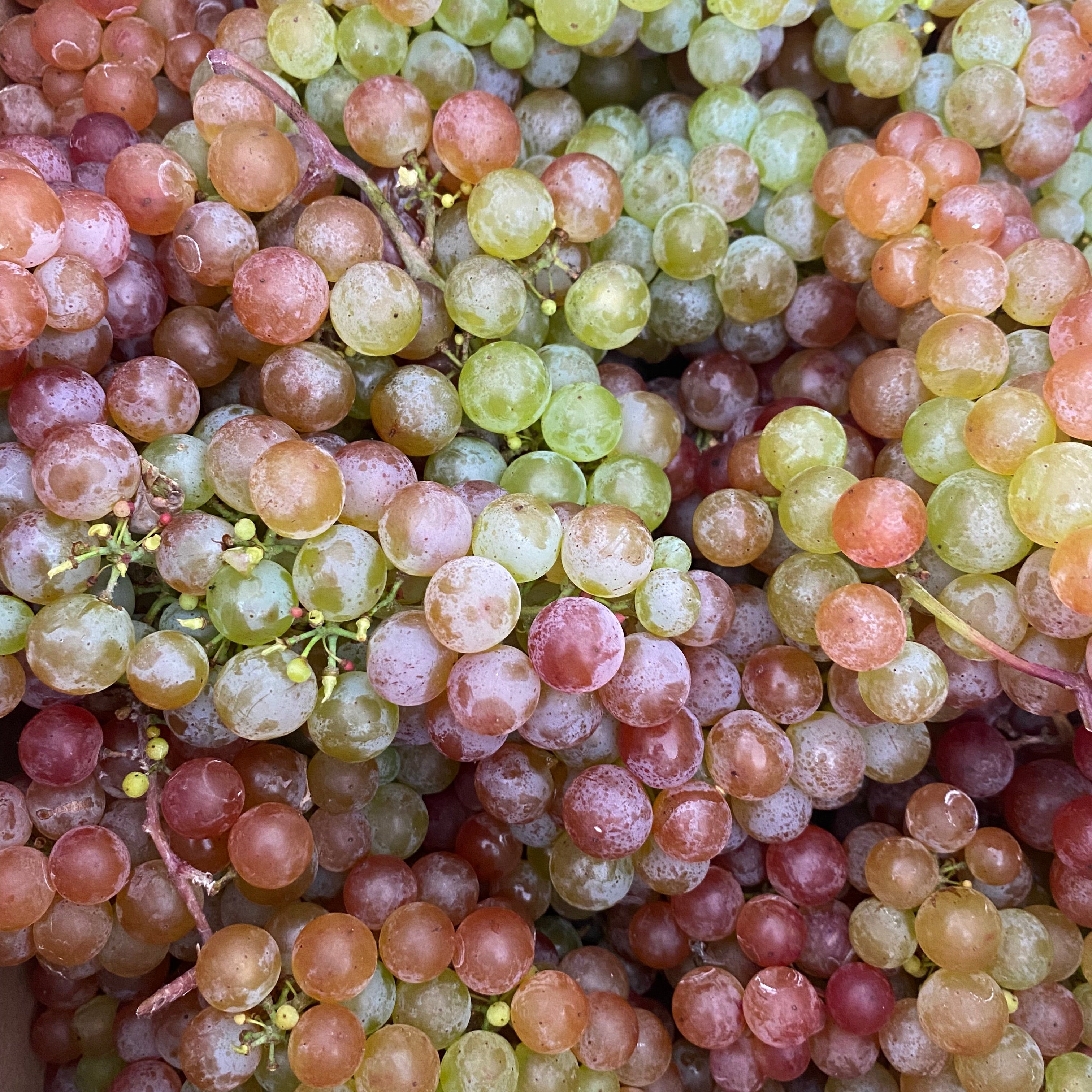 Grapes, Somerset