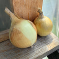 Sweet Onions, Yellow