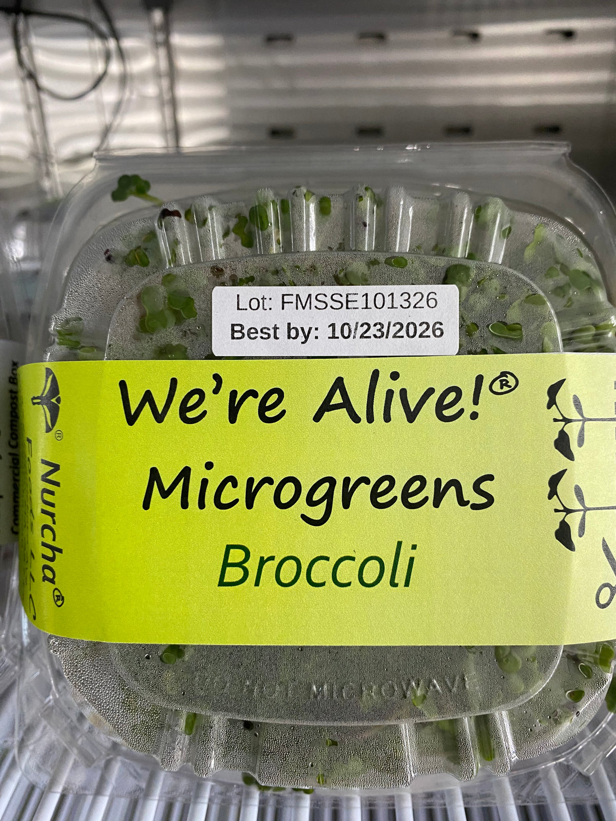 Micro Greens, Broccoli