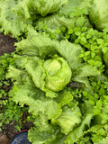 Head Lettuce, Summer Crisp, OG