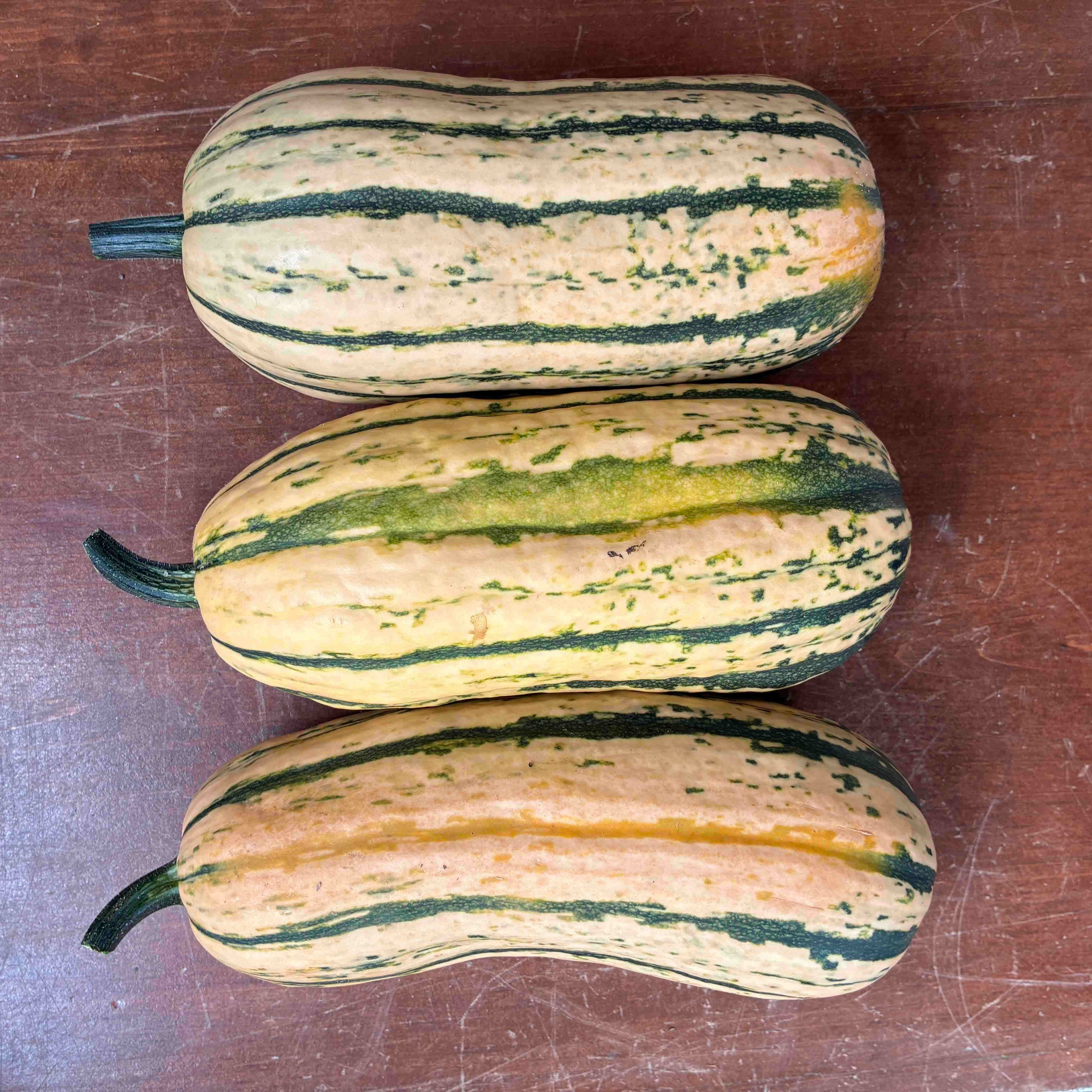 Delicata Squash
