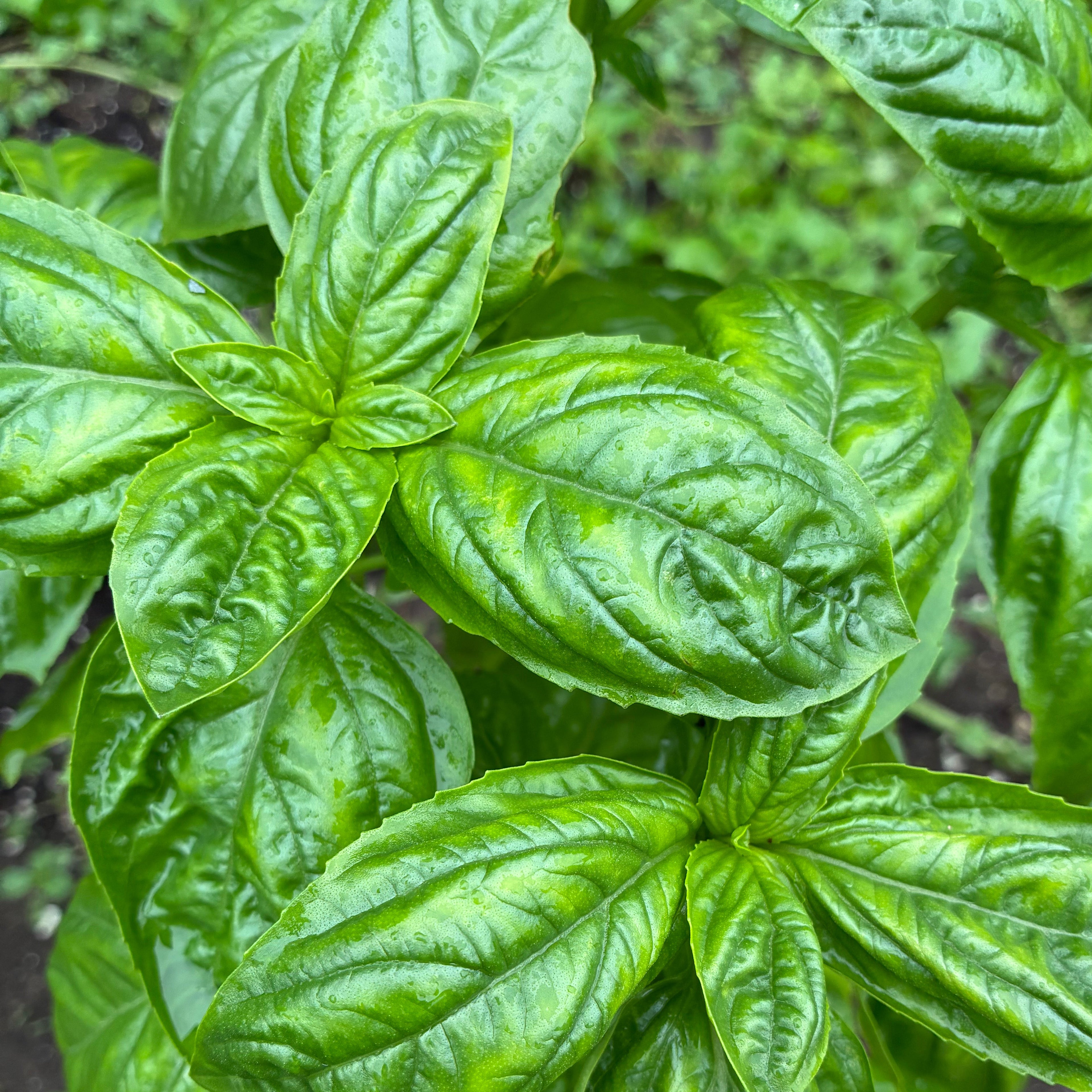 Italian Basil