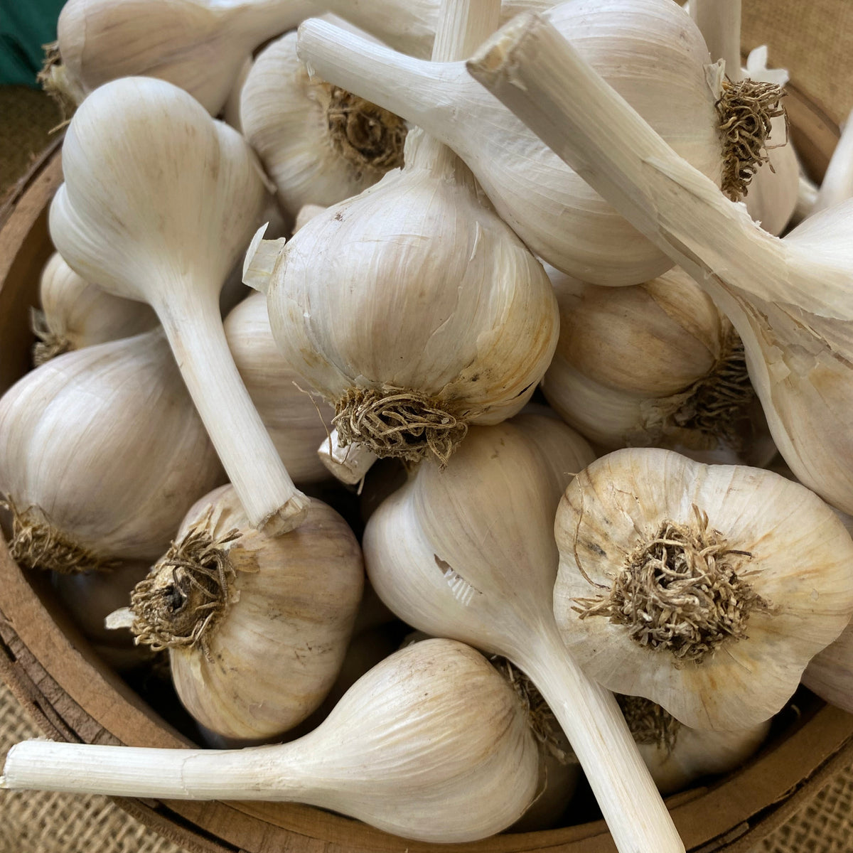 Garlic, Hardneck