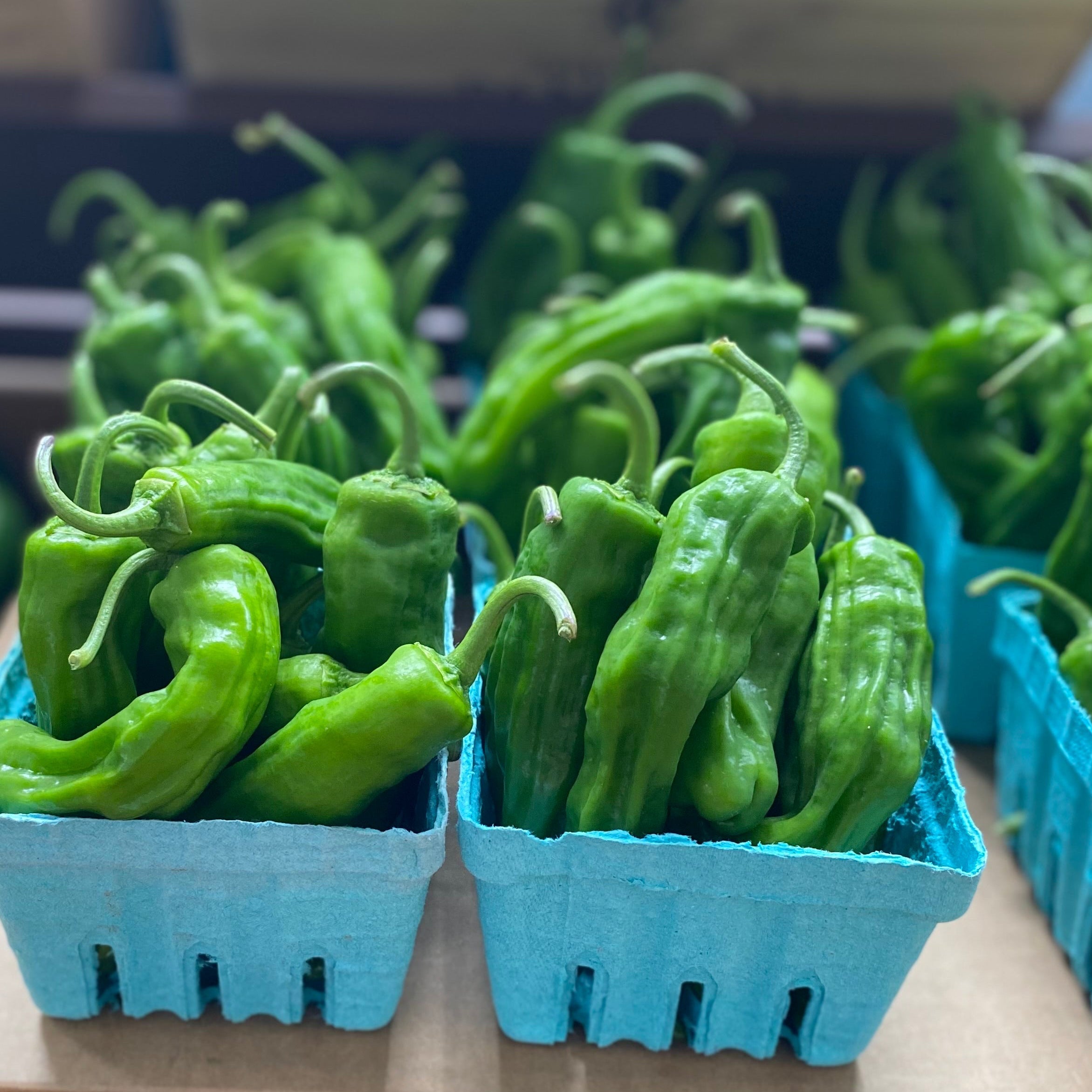 Shishito Peppers, pint