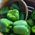 Green Bell Peppers