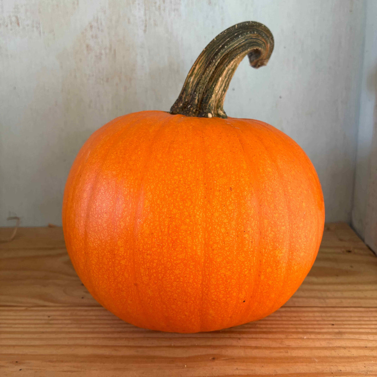 Pie Pumpkins, New England Sugar Pie