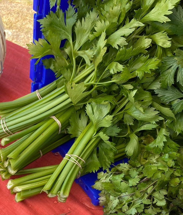 Celery