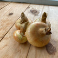 Onions, Cippollini, Yellow