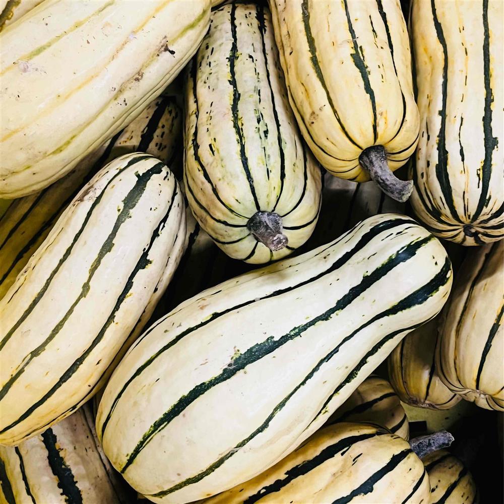 Delicata Squash