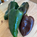 Poblano Pepper, Organic