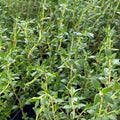 Herbs, Thyme, Bunch