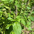 Herbs, Tulsi Basil, Bunch