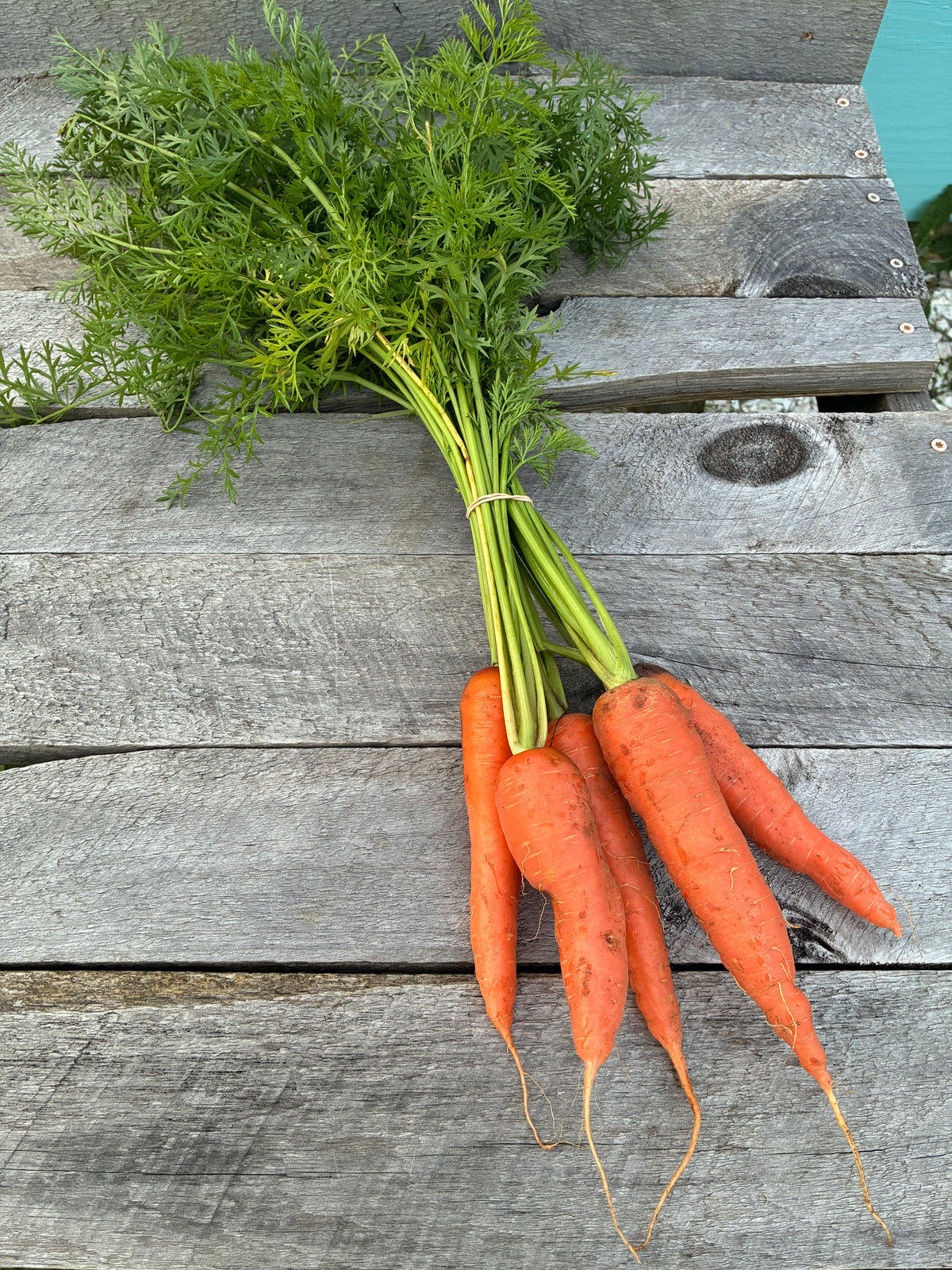 Carrots, Fresh, Bunch