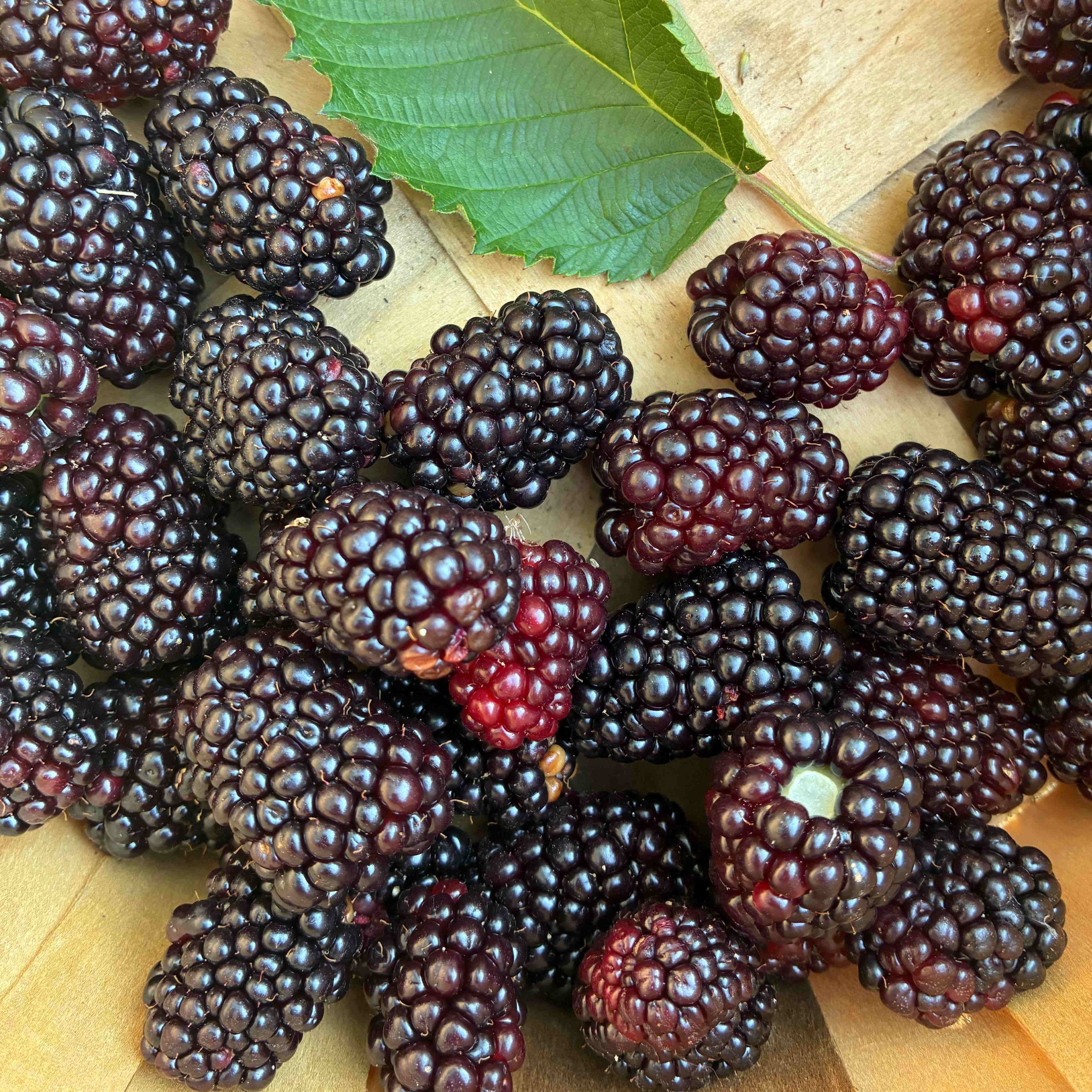 Blackberries