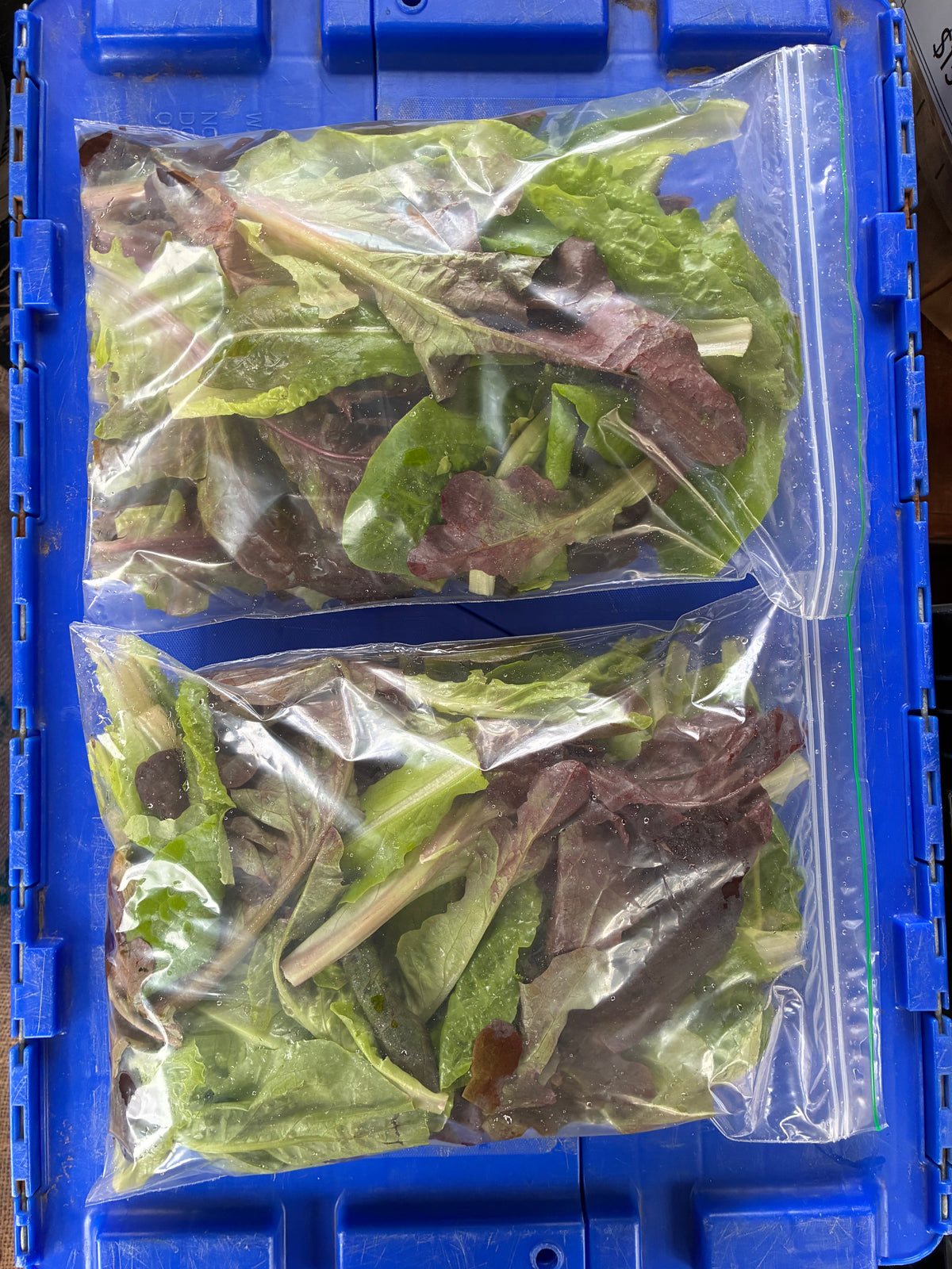 Crunchy Lettuce Mix