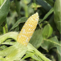Corn