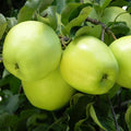 Apples, Ginger Gold