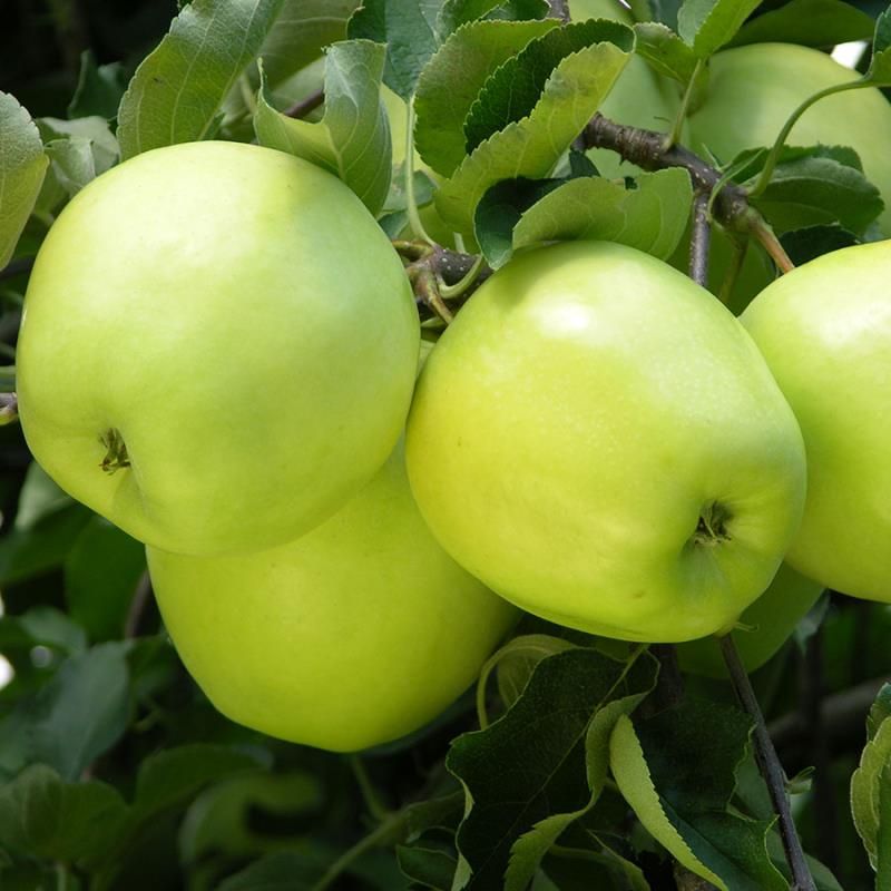 Apples, Ginger Gold